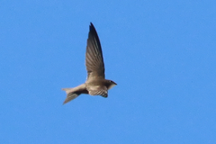 Apus pallidus