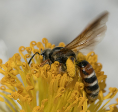 Andrena prunorum