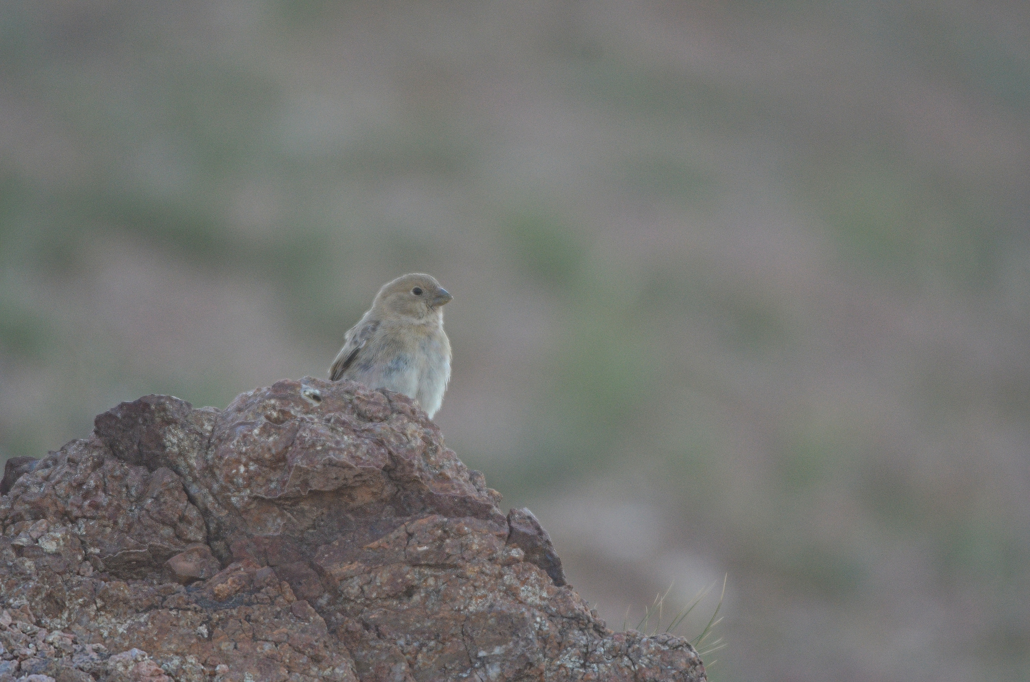 Mongolian Finch