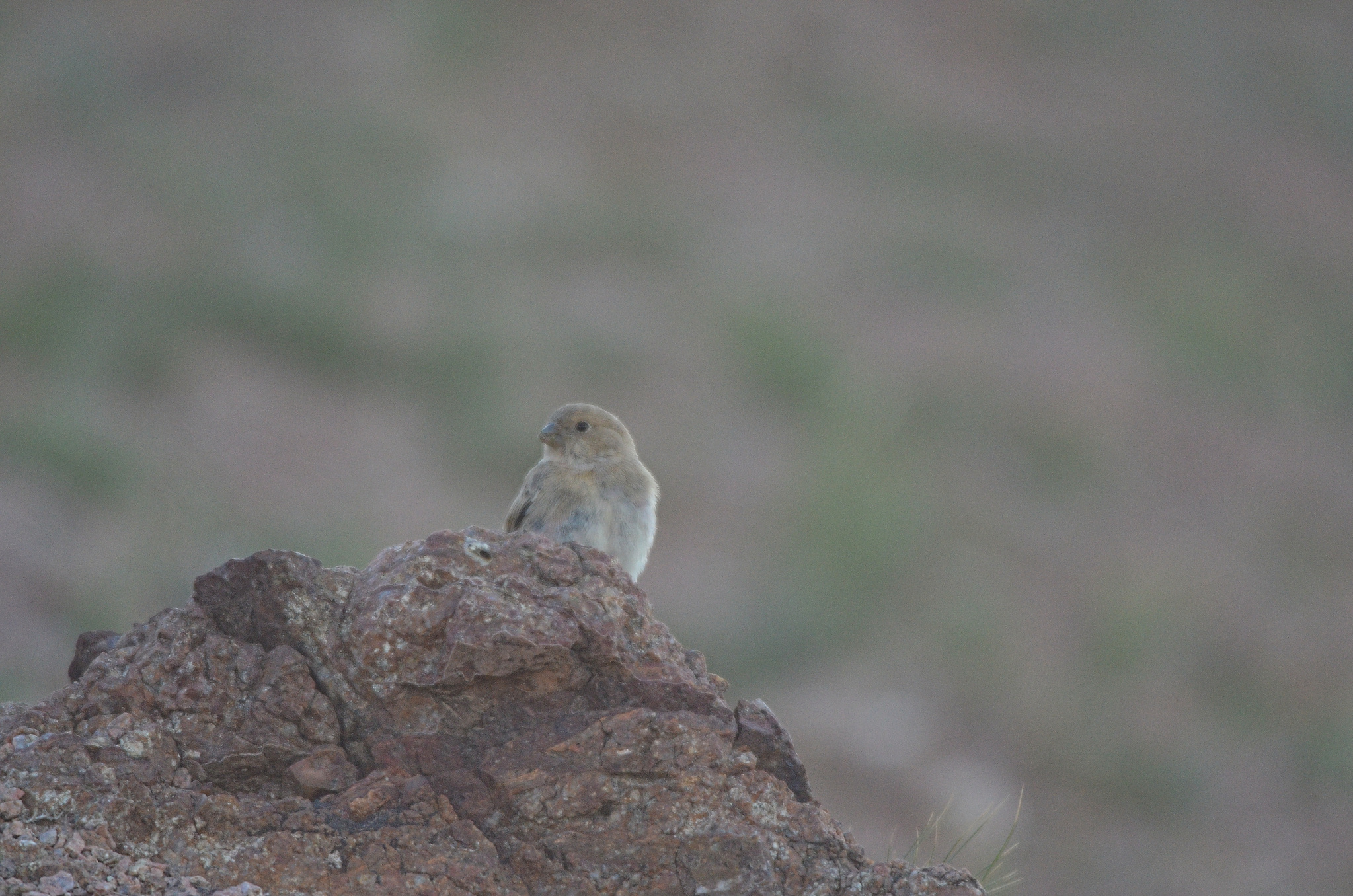 Mongolian Finch