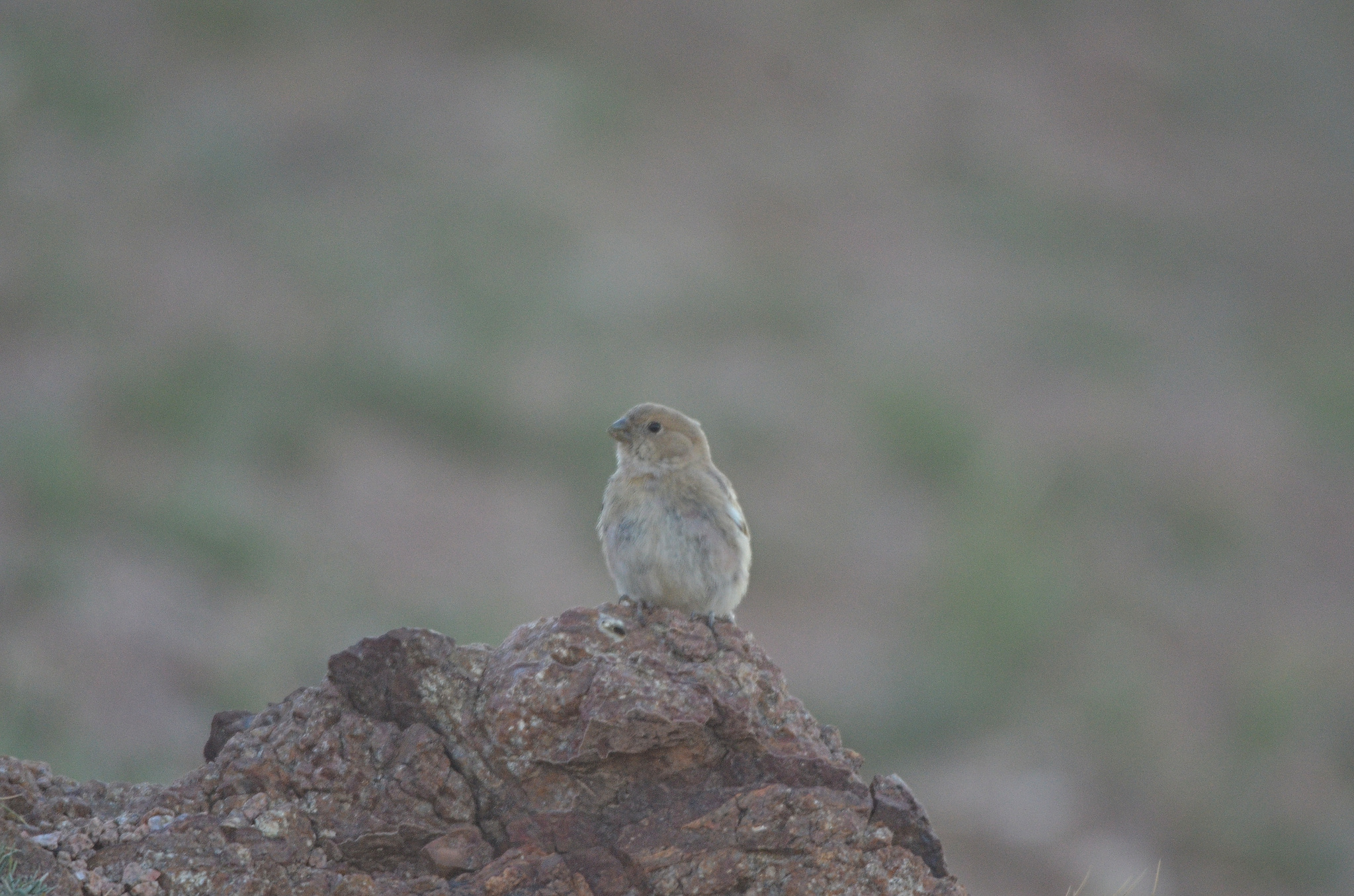 Mongolian Finch