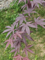 Acer palmatum