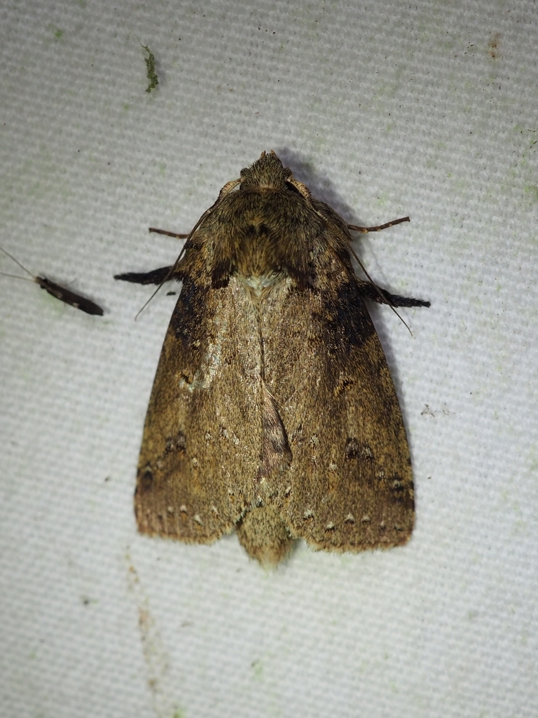 Drugera mimica