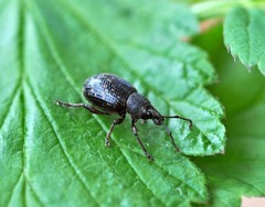 Otiorhynchus nodosus