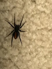 Castianeira descripta