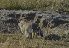Marmota sibirica