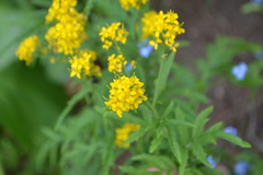 Descurainia tanacetifolia