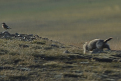 Marmota sibirica