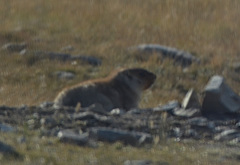 Marmota sibirica