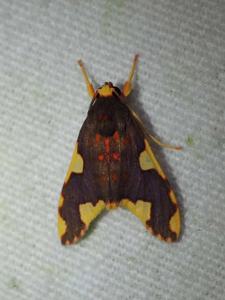 Trichromia parnelli