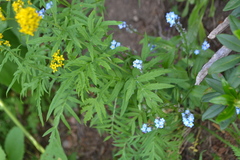 Descurainia tanacetifolia