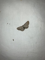 Aethalura intertexta