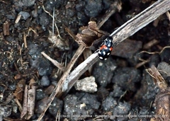 Eriopis punicola