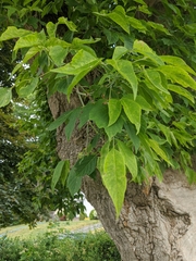 Acer negundo