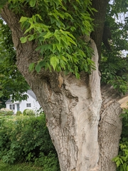 Acer negundo