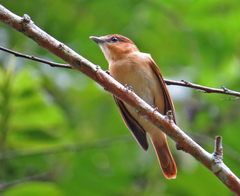 Pachyramphus cinnamomeus