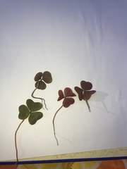 Oxalis violacea