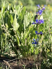Penstemon cyananthus