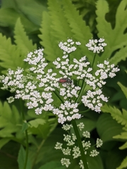 Daucus carota