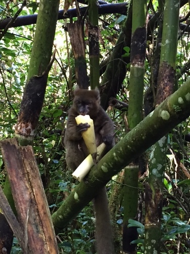 Greater Bamboo Lemur