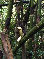 Prolemur simus
