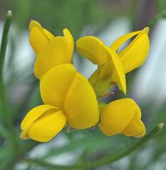 Genista radiata