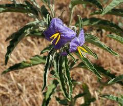 Solanum elaeagnifolium
