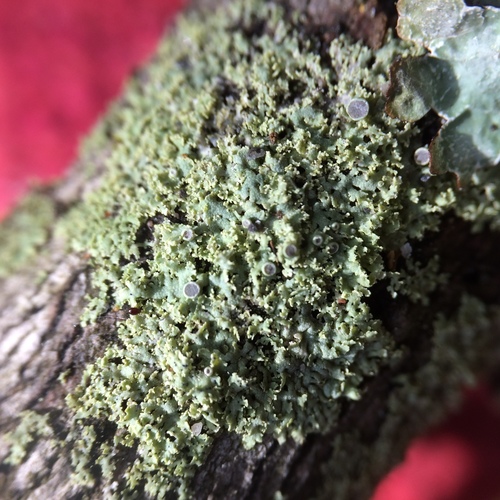 rosette lichen
