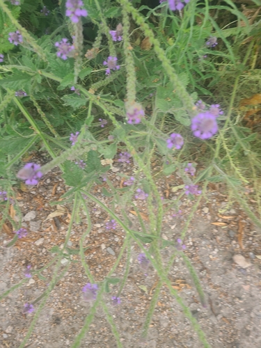 iNaturalist observation photo of western vervain