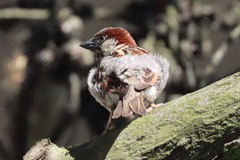 Passer domesticus