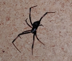 Latrodectus