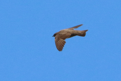 Ptyonoprogne rupestris