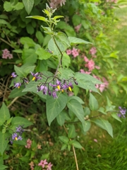 Solanum dulcamara