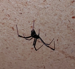 Latrodectus