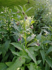 Symphytum × uplandicum