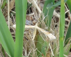 Gillmeria pallidactyla