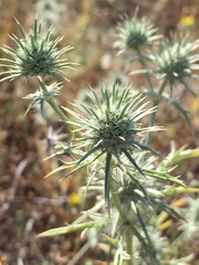Eryngium aristulatum