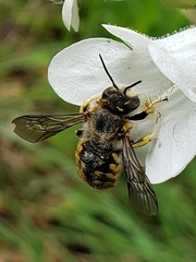 Anthidium manicatum