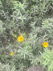 Cosmos sulphureus
