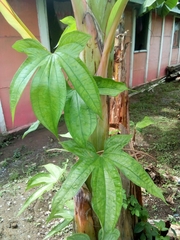 Dioscorea trifida