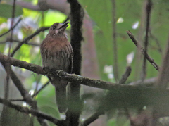 Malacoptila mystacalis
