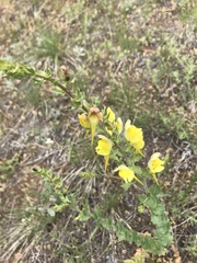 Linaria dalmatica dalmatica
