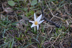 Colchicum kesselringii