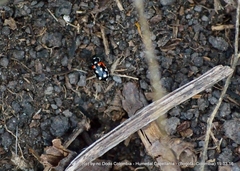 Eriopis punicola