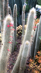Cleistocactus