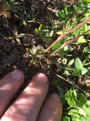 Lithophragma tenellum