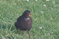 Turdus merula