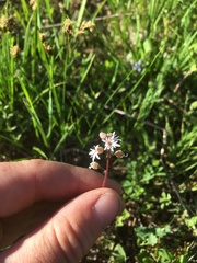 Lithophragma tenellum