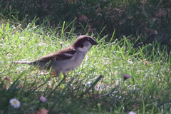 Passer domesticus