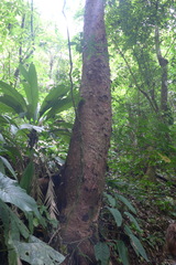 Hevea brasiliensis